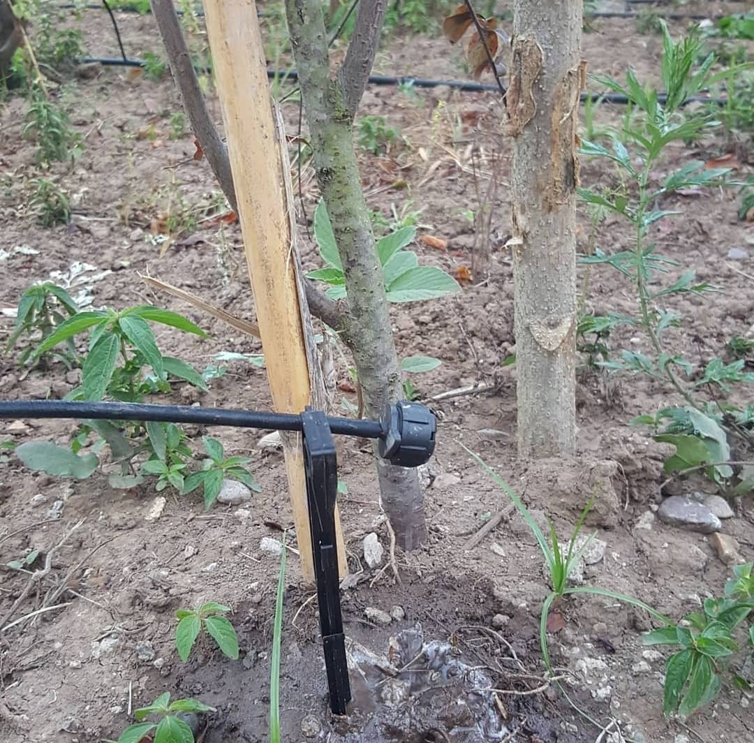 لزوم آبیاری قطره ای در گیلان